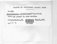 Strobilomyces strobilaceus image